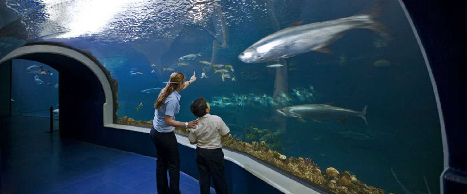 Una experiencia inolvidable en el acuario de Veracruz